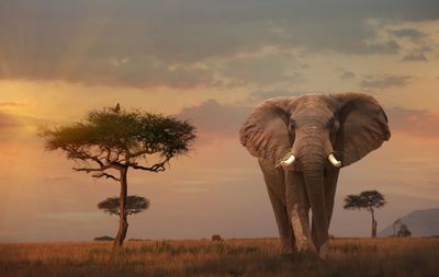 Luxury Serengeti, Ngorongoro & Tarangire Drive-In Safari - Image - 2580